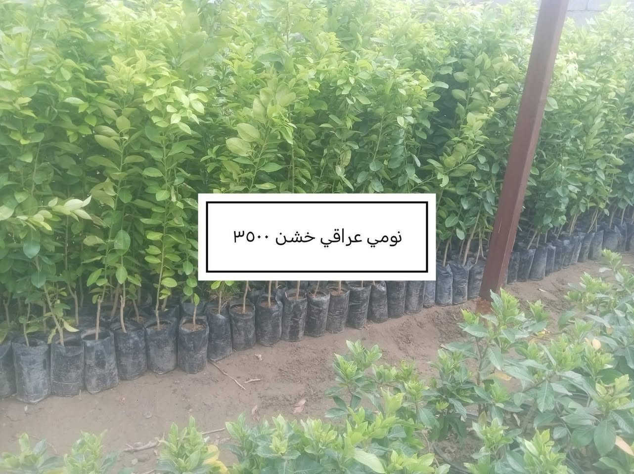 السلام عليكم ورحمة الله وبركاته

إخواني الكرام 🌱
منشور جديد يتضمن تخفيض الأسعار ، شرط كما في الصورة.. 

للاستفسار أو لمعرفة الموقع بشكل أدق، راسلونا على الواتساب:

📞 ***********
📞 ***********

نوفّر لكم أفضل الأصناف من حيث الجودة والنوعية.

📍 العنوان:
بغداد – اليوسفية – الرضوانية الشرقية
طريق معمل زينب – ثالث مشتل الجبير
مكتوب على الباب مشتل الرضوانية
مجاور الملعب ومحطة الخليج لغسل السيارات.

🔹 البيع جملة
🔹 من يرغب بالشراء مفرد يمكنه الحضور إلى المشتل والاختيار بنفسه.
🔹 لا يوجد توصيل للمفرد.
🔹 توصيل الجملة فقط بسيارات حمل بالأجرة ويتم الاتفاق مباشرة مع سائق النقل.

🚚 رقم سائق النقل:
***********

📞 أرقام المشتل:
*********** (واتساب)
***********

---

🌳 الأسعار والأنواع

1. رارنج وسط سندانه 2000
2. كالبتوز خشن سندانه مترين جبر 2000
3. كاربس خشن. متر. ونص 1000
4. ددونيا جمله 600
5..
6.. برتقال ياباني  8000
7. 
8. تكي سوري أبيض مترين ونصف – 4000
9. كريب فروت 4000
10. 
11. رازقي 2000
12. 
13. زيتون متر 1500
14. شبوي – 2000
15 سرر إيطالي – 4000
16. البيزيا متر ونصف كيس – 2000
17البيزيا متر و70 سندانة – 4000
18أكاسيا مصرية 
19. انتكوما متر – 2500
20. 
21. 
22. برتقال متر و70 فما فوق – 5000
23. برتقال كيس متر فما فوق – 2000
24 برتقال حمال عمر خمس سنوات – 9000
25 جهنمي متسلق خشن – 4000
26. 
27. 
28.رارنج مطعم متر وربع فما فوق 3000
29 لالنكي أكينو متر ونصف –3500
30 نومي حامض عراقي متر وسبعين  فما فوق – 3500
31. كاريزيا خشنة – 2000
32. بتموس – 5000
33. ثيل هندي متر مربع – 2000
34. دفلة خشن –1000
35. متسلق نسرين متر 3500
🌿 بالإضافة إلى الحمضيات وأشجار الزينة وأنواع أخرى كثيرة.

📍 موقع المشتل على الخريطة:
https://maps.app.goo.gl/EfkBiYR7ezQDtA6v5

حياكم الله وتشرفونا بزيارتكم 🌿
