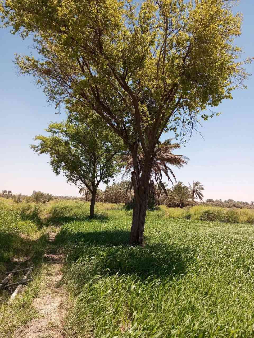 اشتري أشجار
بي اتساب رقمي 
اي شجرة عندك بستان نشتري وبخدمتكم التصال 
***********
