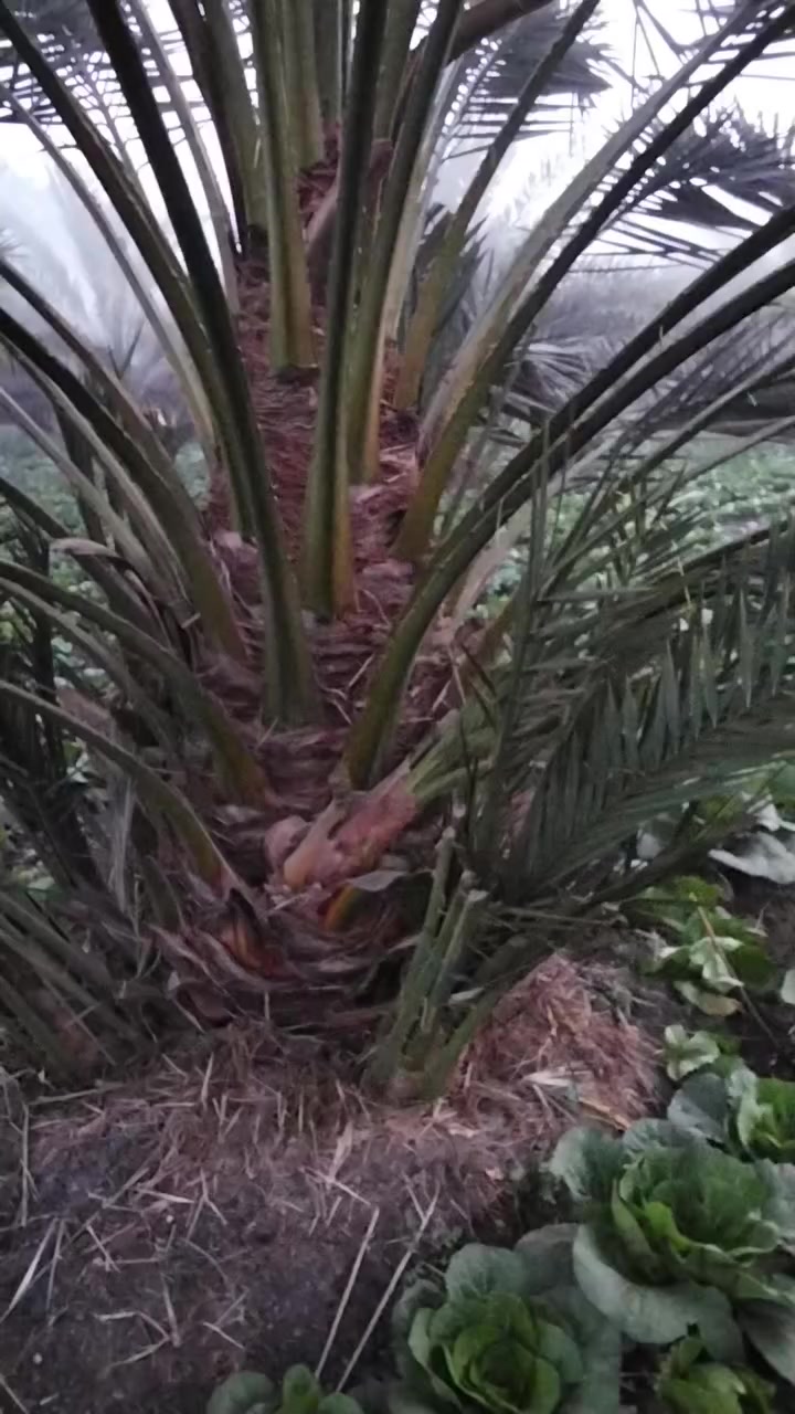 يوجد بإذن الله ٥٠٠ فسيله برحي فرنساوي بشركة داله
 بقها قليوبيه للمعاينة والإستفسار التواصل تليفونيا علي الرقم
‏‪01155393974‬‏ المهندس محمد عبدالتواب


**إذا كنت صاحب هذا الإعلان وتريد حذفه لأي سبب، رجاءا أرسل رسالة إلى الدعم الفني**