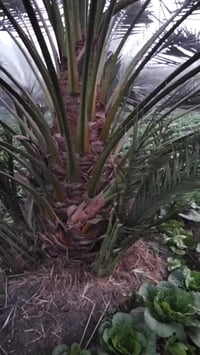 ٥٠٠ فسيلة • نخيل برحي • قليوبيه