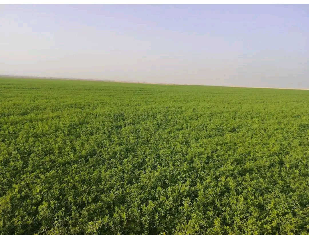 ‏بذور جت عراقي للبيع درجة أولى خالي من الشوائب
‏سعر الكيلو 9 الاف
‏
‏العنوان/ قضاء أبو غريب - الحصوة
‏للتواصل/ *********** 
‏***********
