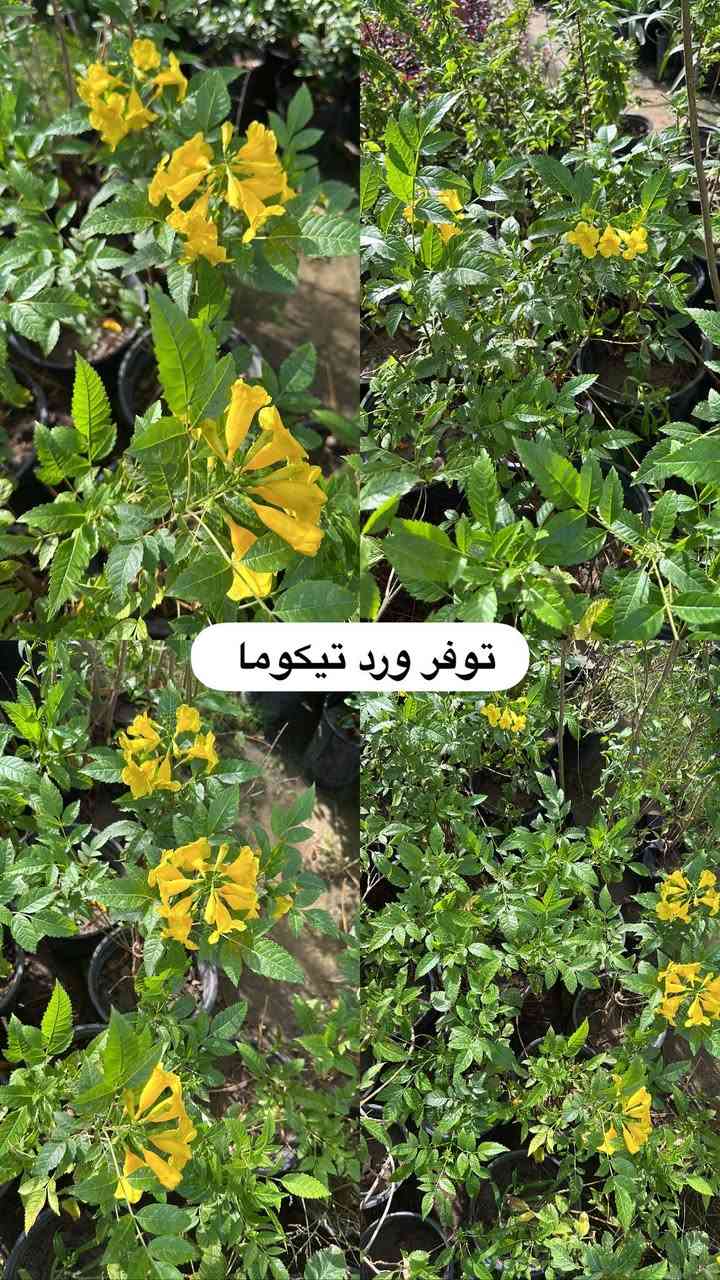 اللهم صلي وسلم على سيدنا محمد وعلى اله وصحبة وسلم تسليما.
توفر في مشتل ابو علي الفراجي أنواع الورود المختلفه وحمضيات  🤍

العنوان : بغداد /سلمان باك / قرب جامع سعد /شارع الحدادين 🤍

سوينا لكم بيج على برنامج الإنستقرام لكي نجاوب على اسئلتكم المتنوعه 

اسم البيج : بيج مشتل ابو علي الفراجي 

يوزر البيج: l0.33.m

رابط البيج:https://www.instagram.com/l0.33.m?igsh=bGZmMGw4bTN2ODZw

مشتل ابو علي الفراجي يرحب بالجميع 🤍


**إذا كنت صاحب هذا الإعلان وتريد حذفه لأي سبب، رجاءا أرسل رسالة إلى الدعم الفني**