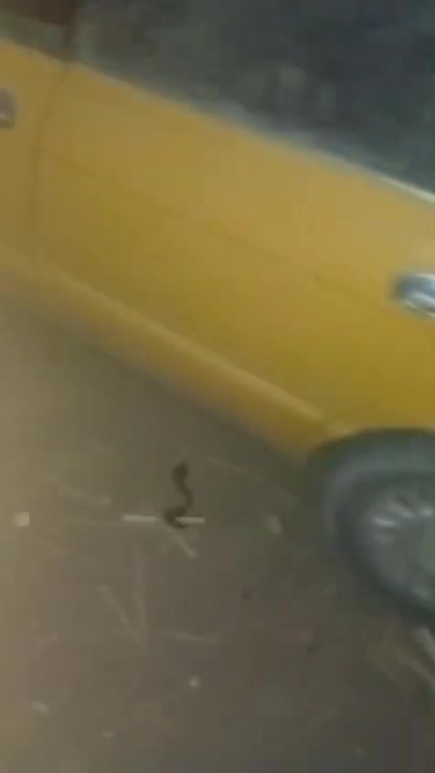 السلام عليكم سيارة بطة للبيع موديل ٢٠٠٠ بيهة حادث بل بجم الله يكفيكم الشر ابيعة علة وضعهة سيارة شغالة مكينة ٢٥٠٠جاهزة مجهزة رجاء لشراي بخدمتة ولمو شراي ليكسر بحلال لوادم وانة بخدمة لشراي ماكو خاص اتصال عل رقم موجود وتساب   ***********
المكان ذي قار الجبايش
