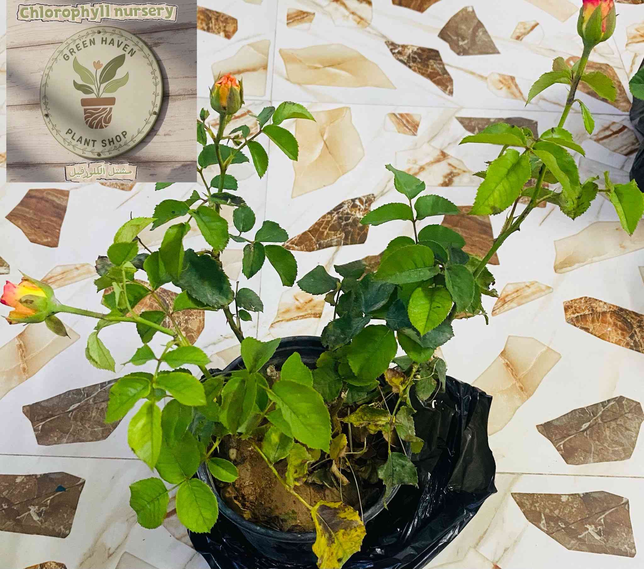 لله الحمد تم وصول وجبة نباتات  🌱 جديدة وباسعار مناسبه جداً لدى مشتل الكلورفيل  
حي الانتصار شارع 60 
ويتوفر لدينا توصيل 🚚


**إذا كنت صاحب هذا الإعلان وتريد حذفه لأي سبب، رجاءا أرسل رسالة إلى الدعم الفني**