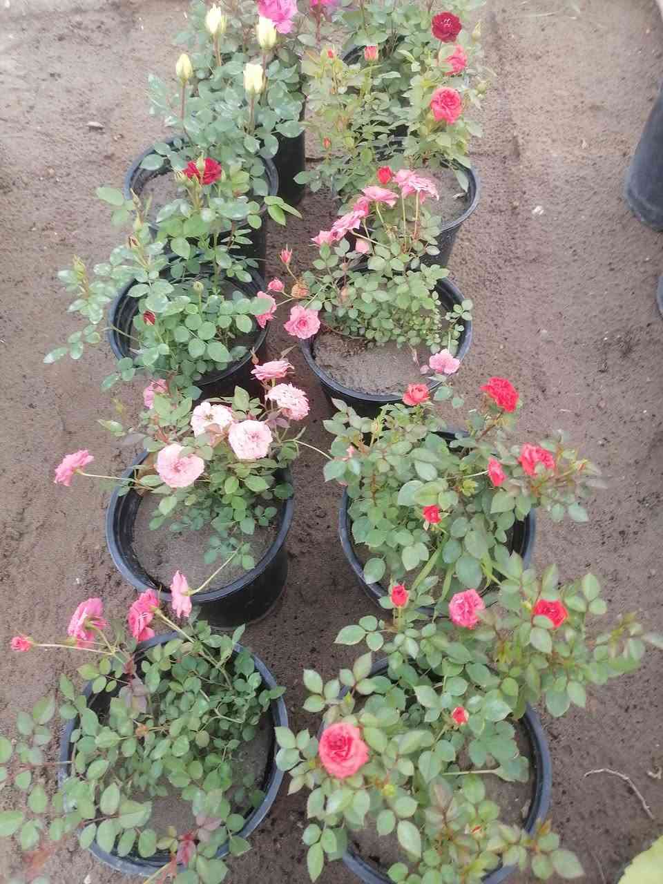 السلام عليكم يتوفر ورد جوري عطري    والورد الإيراني الألوان في مشتل الرحمن العنوان محموديه مقابل معمل البسكت الحمراء اهلا وسهلا ***********
