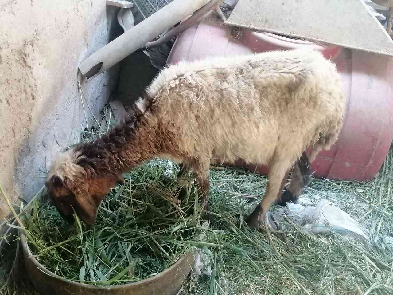 نعجه لبيع صاحيه مناسبه ترهم نذر ذباحه جني
المكان دوانيه قضاء الشاميه
السعر ١٦٥ بيه مجال للشراي يخابر بيه خير ويدلل ***********
