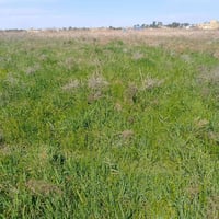 شعير • ٥ دونم • البخلف الثانيه