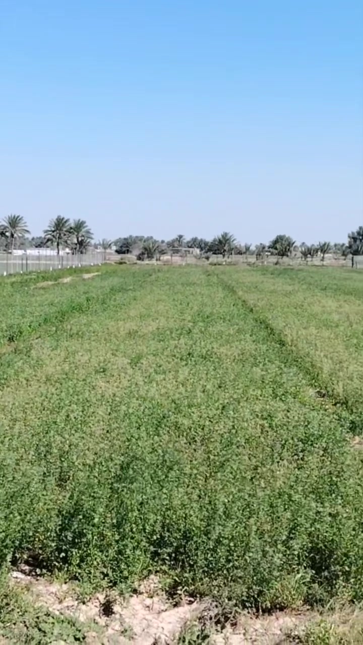 5 دونم طابو زراعي سند 25 
تحويل مباشر على طابو ابو غريب 
الارض مسيجة كامل 
مزروعة بستان جديد 
فيها ثلاث احواض خزن ماء 
فيها دار استراحة مكون (  من غرفة ومطبخة وصحيات و استقبال فول مواصفات  ) 
واجهية 45 متر نزال 220 متر 

فيها حديقة مرتبة 
كراج سيارات
كل خدمات متوفرة 
لاستفسار الإتصال او مراسلة الواتساب ***********
