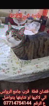 قطة ضايعة • قرب جامع الرواس