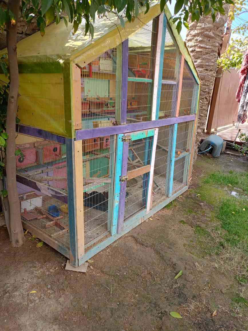 السلام عليكم قفص طيور الحب نظيف كلش قياس ٢متر ×٢متر
جاهز خشب بلوك وبراغي مو مسمار مشبك اصلي ضد الزنجار ٢٠ بيت مراجيح ودولاب الهواء طاسات ماء واكل تايرات بي سهلة الحركة الزعفرانية استفسار ***********
