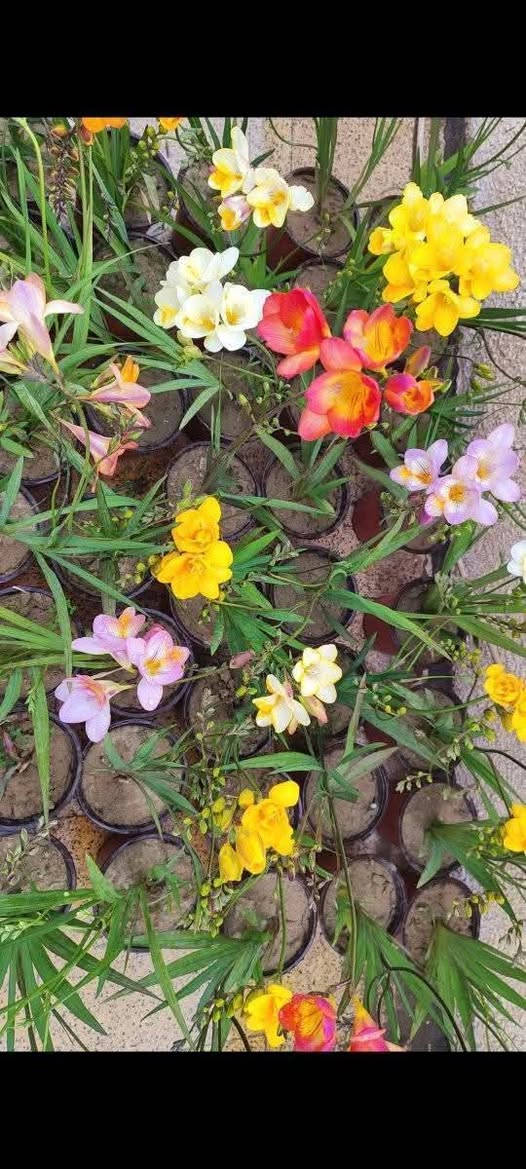 محبي االابصاال 

وفرناا ابصال فريزيا
 ذات رائحة مذهلة  عطريه 
توفت  بعده االواان 

عنوان / تقاطع سبعة نيسان


**إذا كنت صاحب هذا الإعلان وتريد حذفه لأي سبب، رجاءا أرسل رسالة إلى الدعم الفني**