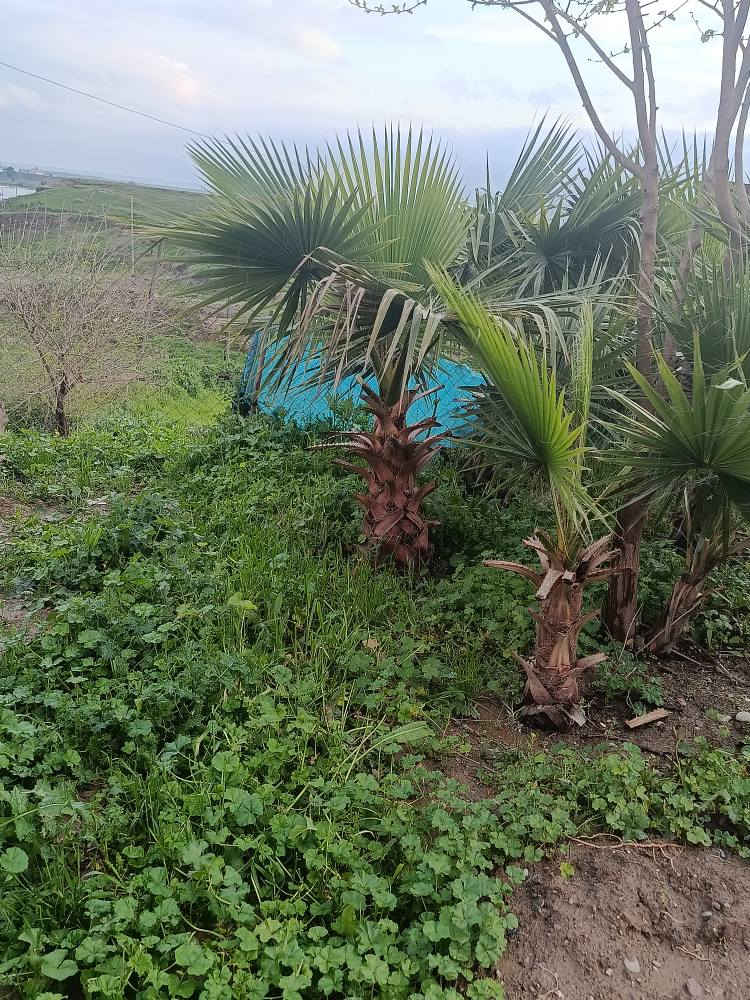 ‎دارى واشنتؤنيا بةردةستة‎ اكر, نينوى


**إذا كنت صاحب هذا الإعلان وتريد حذفه لأي سبب، رجاءا أرسل رسالة إلى الدعم الفني**