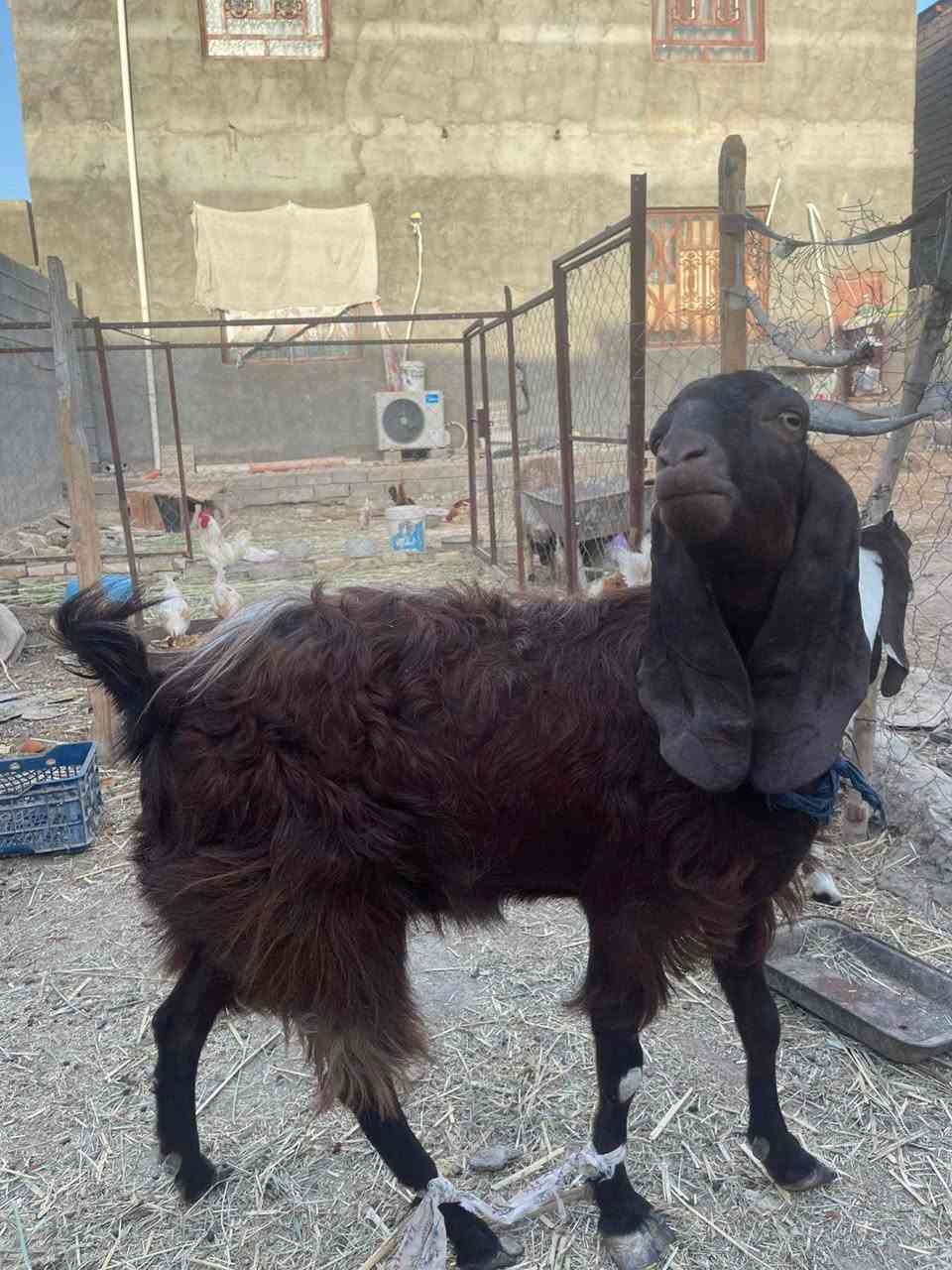 السلام عليكم صخله ضروبه بفغاني تواما اول بطن واحد مات ضل واحد  جواها عمره شهرين ونص 
السعر 350
العنوان بني منصور شارع مزرعه
***********
