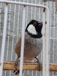 بلبل نثيى للبيع العمر 7اشهر  نثيى اليفه تغريد فول حنجره ثكليه  وخشونه ...