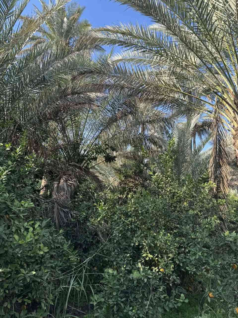 اخوان سبع دوانم للبيع
معاها نص دونم عل شط بي بيت مباشرتن عل سدة في منطقه الراشديه

طابو ملك صرف *********** الاستفسار عل هذة الرقم
