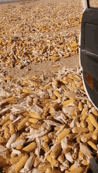 يوجد صفيرة للبيع ناشفة كمية خير من الله والشراي يتفضل الرقم 0783430126...