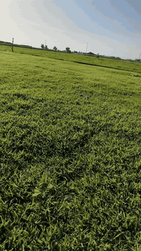 ***********
***********
ثيل للبيع
