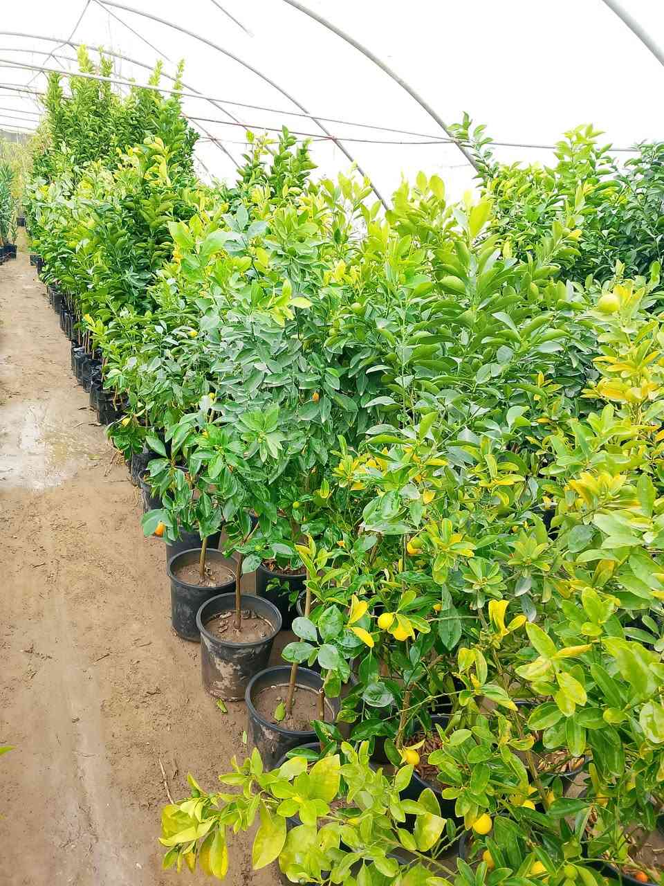 #علان_علان
وصول وجبه اشجار حمضيات ـ ورود- اشجار زينه
10/6/2026


**إذا كنت صاحب هذا الإعلان وتريد حذفه لأي سبب، رجاءا أرسل رسالة إلى الدعم الفني**