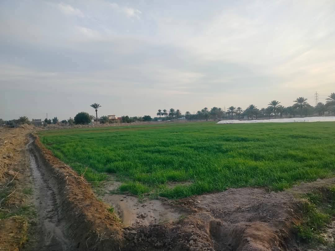 عرض خاص لاصحاب الامكانيه القليله 🔥
٤ اربعه دوانم للبيع سعر الدونم الواحد ٧ مليون
طابو زراعي سند ٢٥ فتح بيان بأسم المشتري 
واجهية الدونم الواحد ٤٥×٥٥ مربع وصايرات
على شارع ١٠ عشر مترات كامله وتخدم جاهزه
واصحاب الاستثمار العنوان تاجي مجاور مدينة
سبع البور منطقة الشيخ عامر بلعيساويه عبور
جسر رعود الجسر الثاني تبعد العيساويه عن 
مدينة سبع البور ١٥ دقيقه وعن بنات الحسن
١٠ دقايق للاتصال واتساب متوفر ‏‪***********,‬‏
