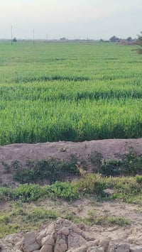 گصيل 30دونم شوفت عينك خير من الله +بيت بيها كهرباء ماي موجود 078230502...