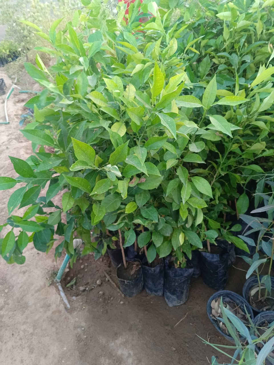 سلام عليكم
متوفر شتل في تكريت حي حماد شهاب
عنب رئاسي اسود +وعنب اسود بلد +عنب حلواني+عنب ديس العنز+عنب حلواني
ورد الاكلانشوا+ورد روز
حمضيات:برتقال ارتفاع فوك المتر +لالنكي ارتفاع متر +حامض ارتفاع متر+رارنج ارتفاع متر
رمان ديالى شهربان ارتفاع 2متر
تكي عراقي ارتفاع 2متر
قلم طوز ارتفاع متر
تين  ارتفاع اشبر
الاسعار من 1000الى4000
متوفر جملة ومفرد
‏‪***********‬‏
***********
