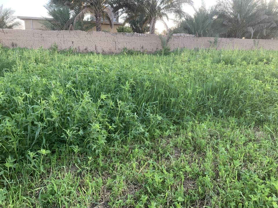 بلروز يمام عسكر 200سعر***********
