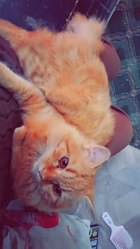 قط لتبني اليف كلش اليحب يتبنا عائله زينه ترعى لان اليف يخاف من شارع يت...