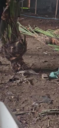 بلكه ٦٠ • بريم ٤٥ • بابل