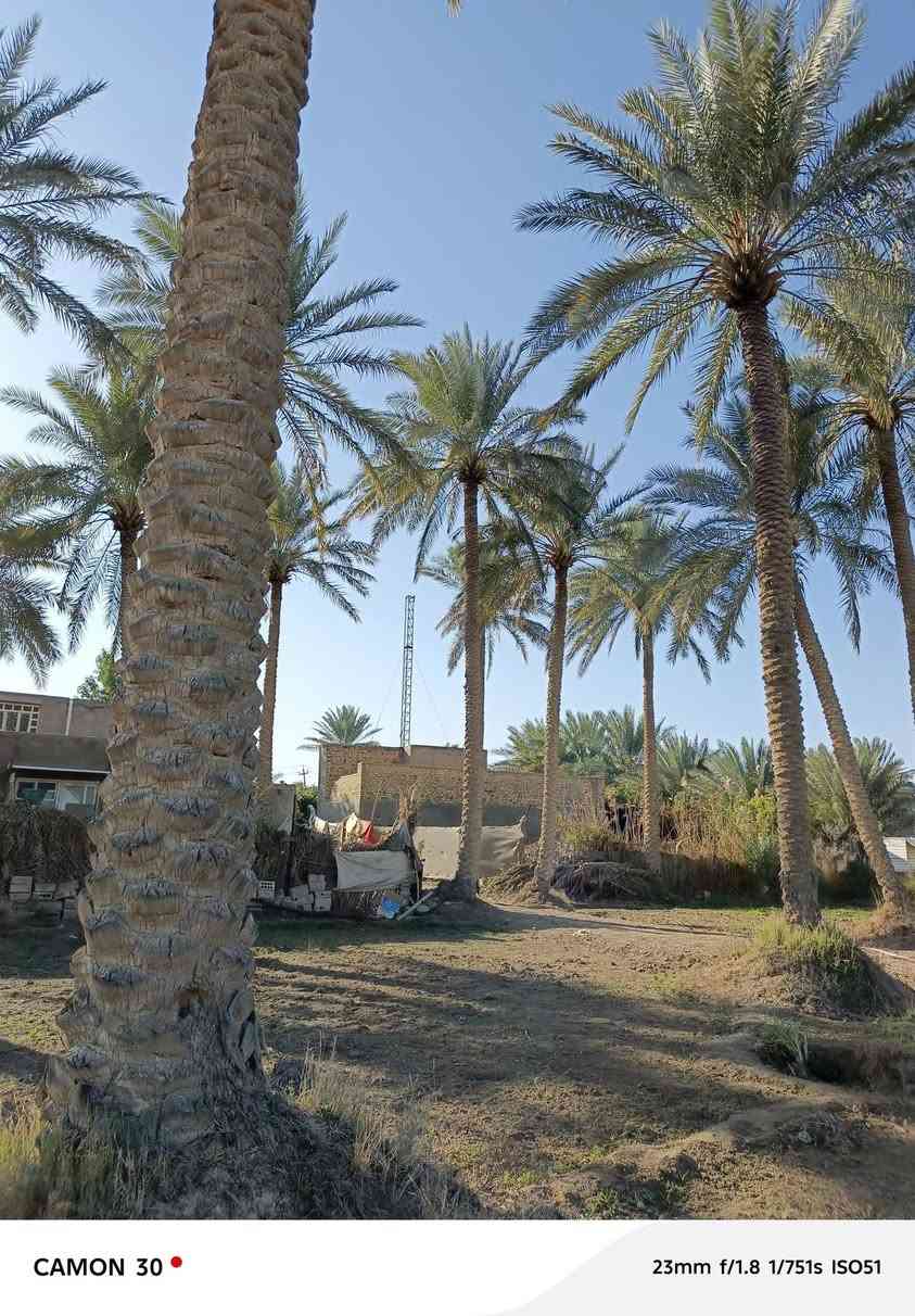 السلام عليكم من رخصه صاحب الكروب/بستان للبيع المساحة دونم وربع قريب على الشارع العام المكان المهناوية قريه خمسه
للاستفسار/***********
