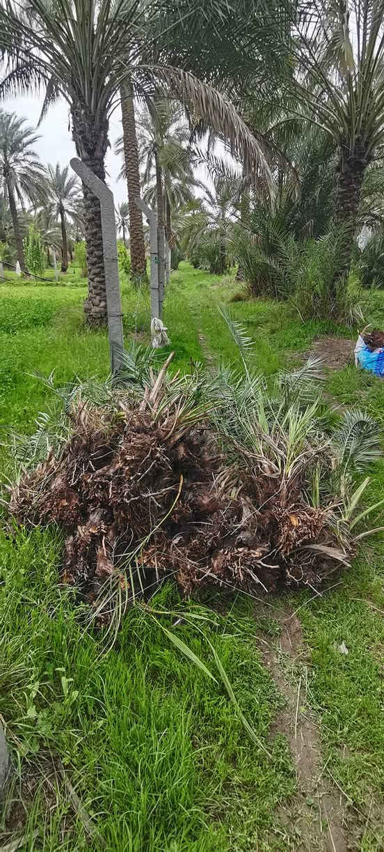 متـــــــوفر
فسائل خضراوي
سعر الفسيل ب 3 الاف
***********
