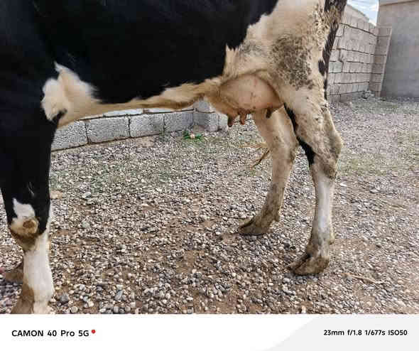 متاح بقره حليب ثلوث وراها حوليه جنس فريزي الاصلي ثالث بطن مالت بيت شرط حليب ٣ بطاله وعلى كل عيب وبسعر ٢٢٥٠ وبيها مجال اتصل *********** صلاح الدين الشرقاط قريه الخضرانيه
