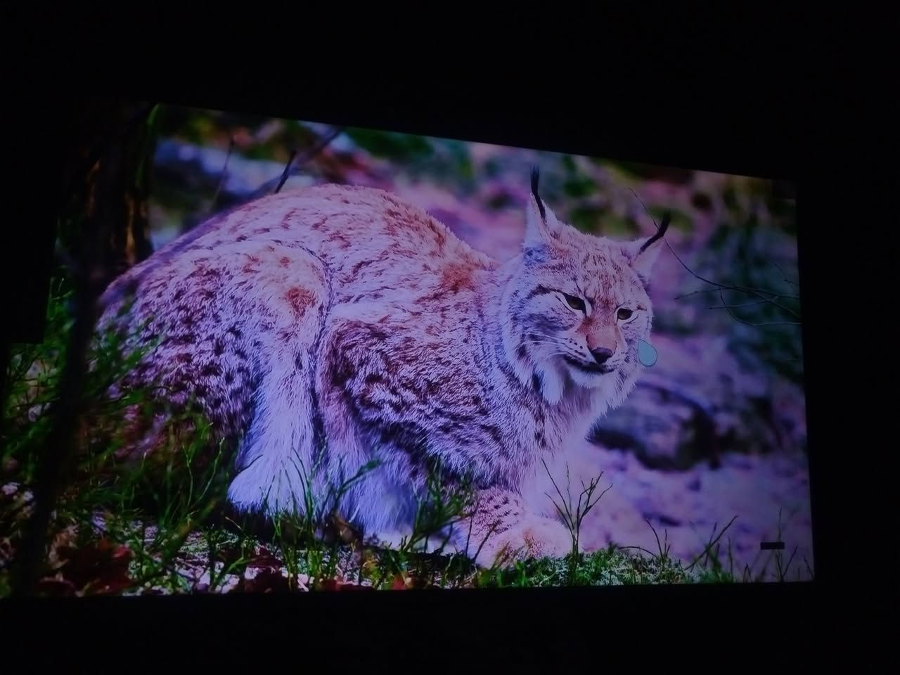 شاشه رويل الرحمان حجم 50 مستعمل قليل جوده فول والكامره حيل ضالمته شاشه ما داخله اي  تصليح جوده 5K تشغيل يوتيوب بدال 1800 تشغل 2160P60HDR سعر خاص


**إذا كنت صاحب هذا الإعلان وتريد حذفه لأي سبب، رجاءا أرسل رسالة إلى الدعم الفني**