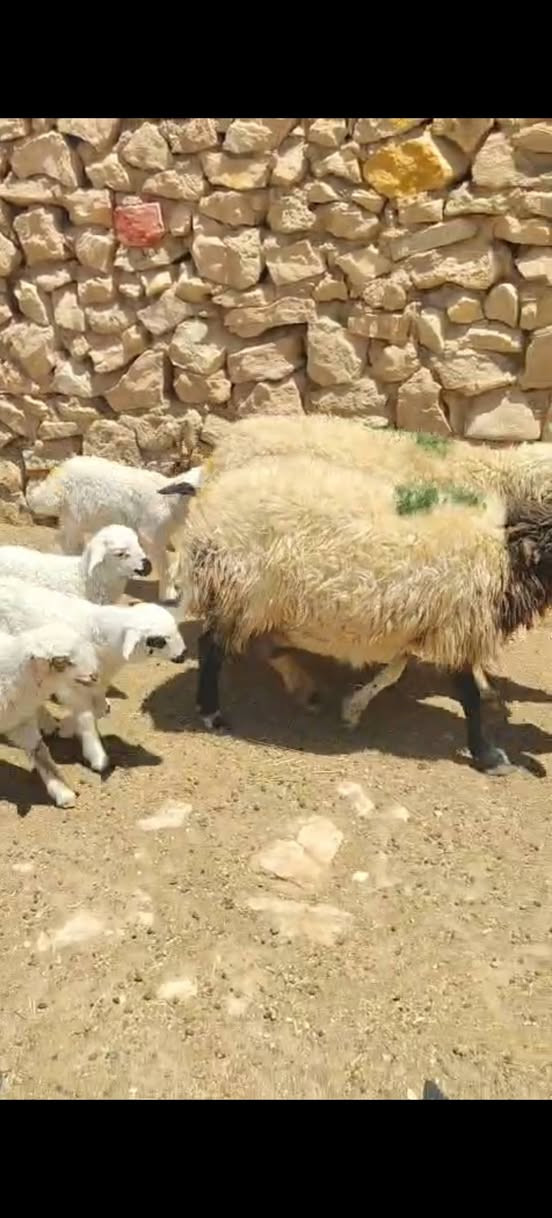 سلام عليكم. اخوان متاح نعاج ثنين مطافيل أمهات توم مآلات جنية كامل مواصفات الجنية خشان فول شرط النصاح سن وشطر ونصاح ع كل عيب سعر الزوج ب مليون و ٦٠٠ مكان حديثة حقلانية يوجد توصيل حسب الاتفاق للاستفسار الاتصال على الرقم ***********
