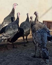 علويات للبيع عداد 4انتيات و 1 فحل  انضاف خشنات اسمان شراي يطصل عل رقم ...