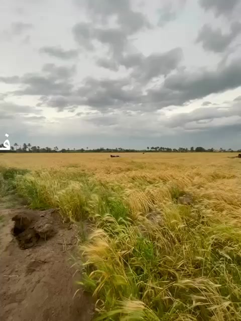 السلام عليكم ارض طابو زراعي لبيع
بابل الكفل جزره جعفر قرب السده 

المساحه 10 دونم ع نهر الفرات 
استفسار اكثر الاتصال على الرقم 
***********
