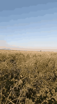 السلام عليكم اخوان عندي كاع 20 دونم أبيعها ضمان سفح مزروعه ذره سودانيه وبيها دغل تفيد أهل الحلال العنوان واسط قضاء الحي للاستفسار 
*********** ابو عباس
