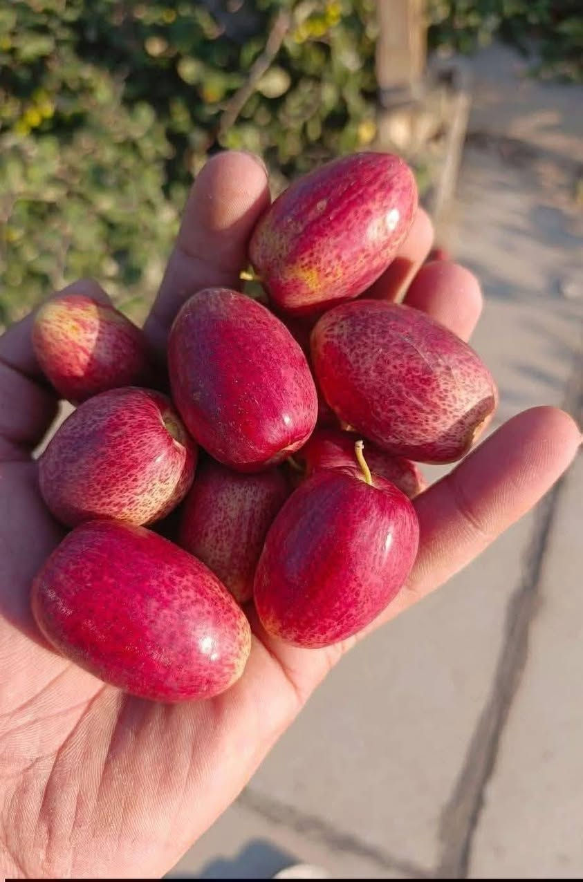 تطعيم كافه أصناف النبك ***********
