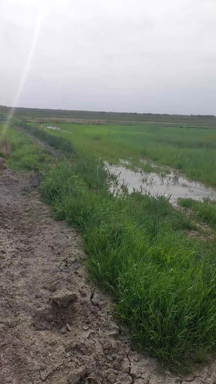 شروة كصيل للبيع  ٣٠ دونم زرع خفيف 
للإستفسار  ***********
