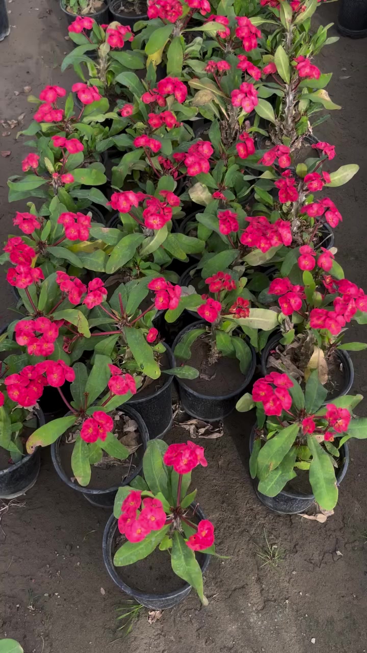 شوك المسيح


**إذا كنت صاحب هذا الإعلان وتريد حذفه لأي سبب، رجاءا أرسل رسالة إلى الدعم الفني**