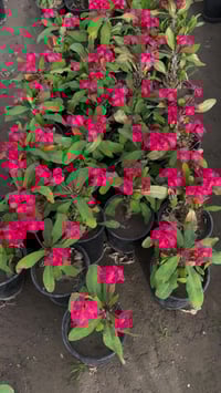 شوك المسيح • نبات زينة