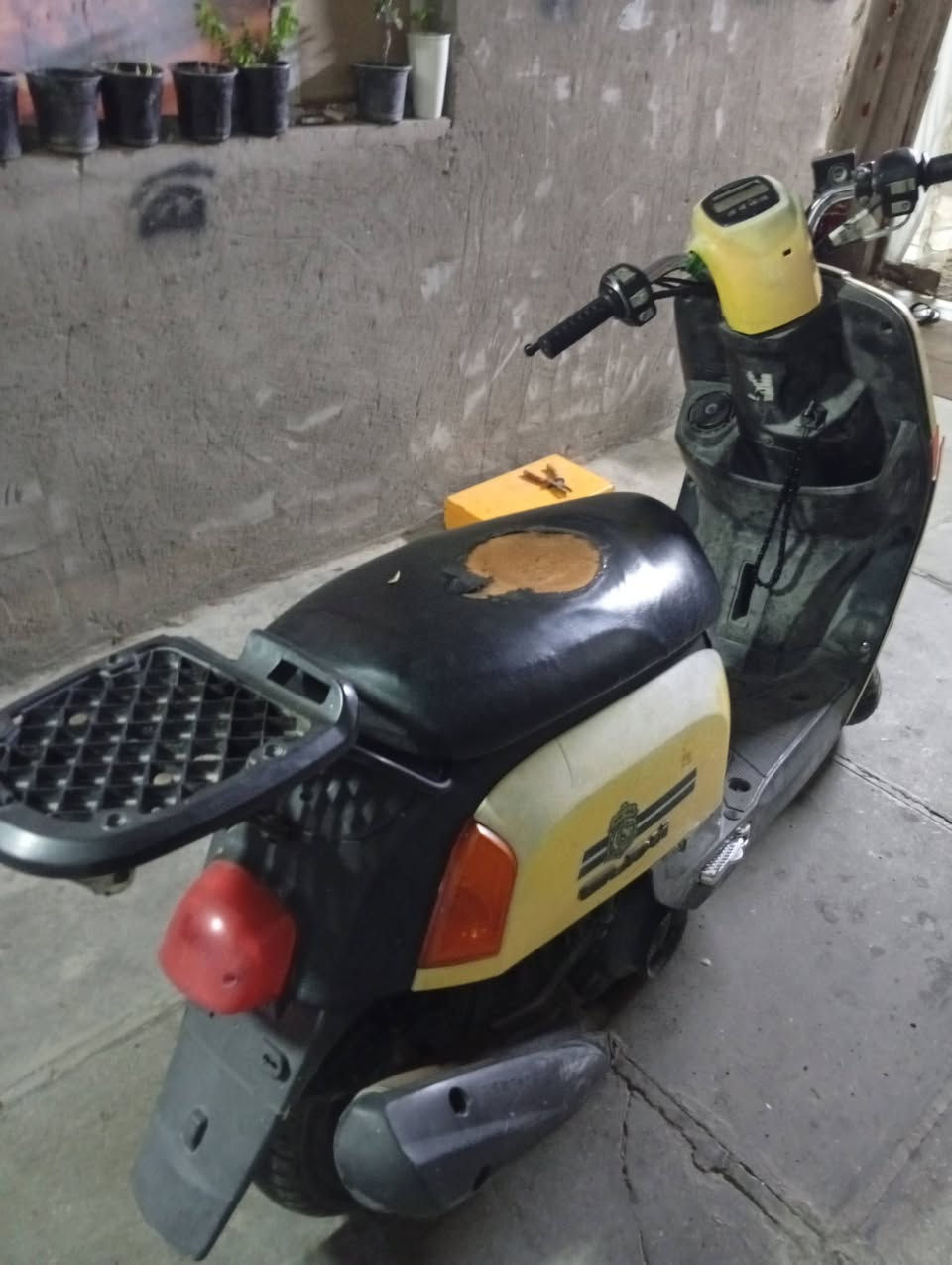 دراج بوليسي لبيع ***********
