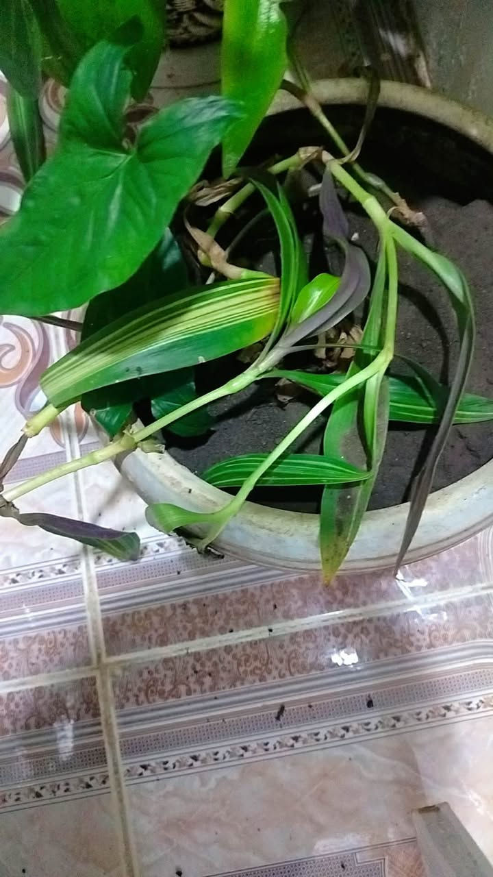 ئەم گوڵانە بۆ فرۆشتن
هەڵەبجە


**إذا كنت صاحب هذا الإعلان وتريد حذفه لأي سبب، رجاءا أرسل رسالة إلى الدعم الفني**