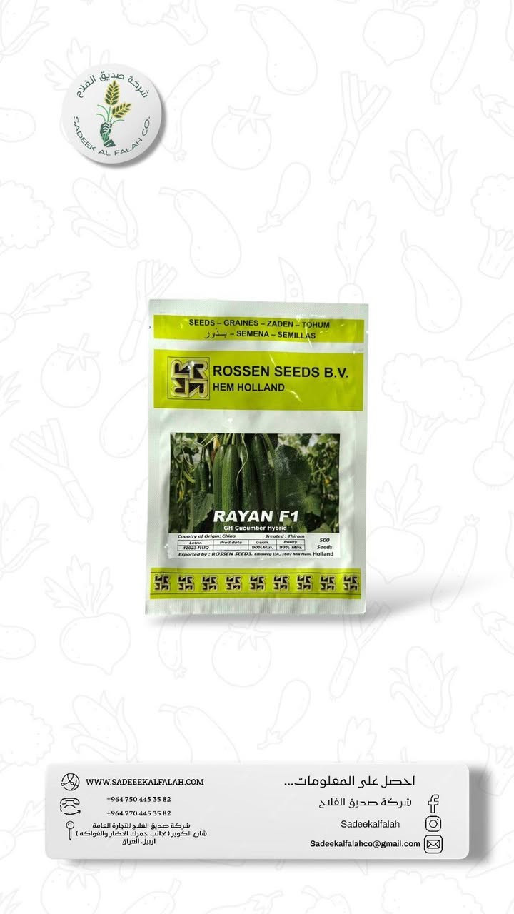 🌱 **بذور خيار RAYAN F1 الهولندية متوفرة الآن** 🌱

إذا تدور على إنتاج وفير وجودة ممتازة داخل البيوت البلاستيكية، بذور **RAYAN F1** خيار ممتاز للمزارعين.

✅ نمو قوي
✅ عقد ممتاز للثمار
✅ إنتاجية عالية
✅ ثمار متجانسة ومطلوبة بالسوق

📸 الصورة من محصول فعلي للبذور

للاستفسار أو طلب البضاعة:
📞 راسلنا على الخاص 

🏡 **بيت الزراعة والمبيدات**
كل ما يحتاجه المزارع من بذور وأسمدة ومبيدات في مكان واحد.

#بيت_الزراعة_والمبيدات
#بذور_خيار
#خيار_هولندي
#زراعة
#بيوت_بلاستيكية
#مزارعين_العراق

**"مو كل بذرة تعطيك هذا الإنتاج 🌱🔥"**
السعر 60+توصيل 5000لكل محافظات العراق


**إذا كنت صاحب هذا الإعلان وتريد حذفه لأي سبب، رجاءا أرسل رسالة إلى الدعم الفني**