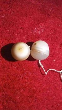 حجر • نثيه • فحل