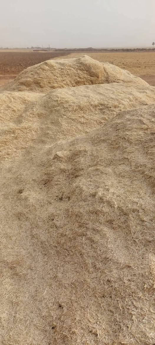 يوجد تبن مطحون للبيع درجه اولى ترس ونظافه يوجد توصيل للإستفسار الاتصال على الرقم ***********
