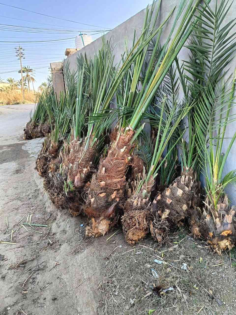 على بركة الله يتوفر نخل برحي مياة بل مياة شرط وضمان ومجهول وبريم***********
