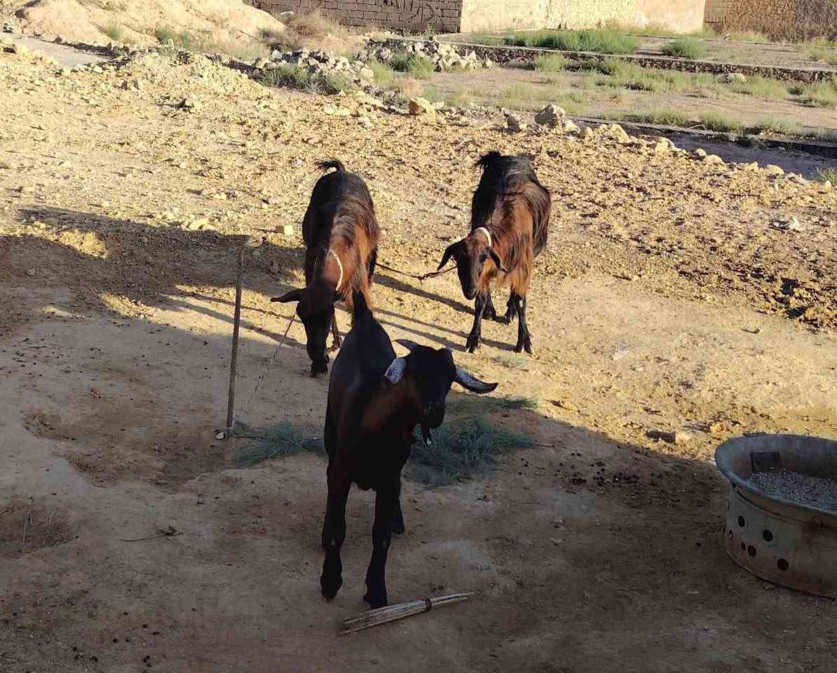 للبيع عنوز ثنين وياهن جدي السعر 700 وبيهن مجال العنوان حي البكر الشرقي


**إذا كنت صاحب هذا الإعلان وتريد حذفه لأي سبب، رجاءا أرسل رسالة إلى الدعم الفني**