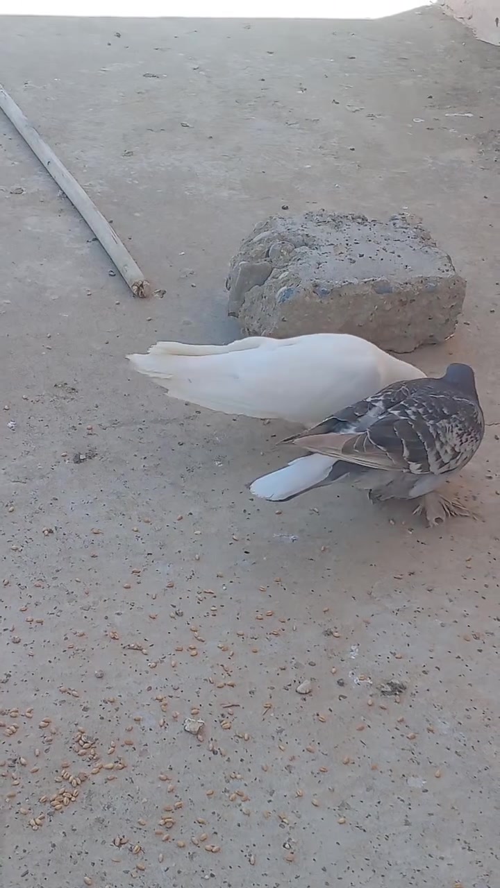 للبيع الزوجين على وجه مبياض ***********

