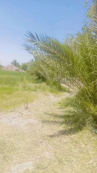 ٤ دونم • ٦٠ نخلة • مخدومة