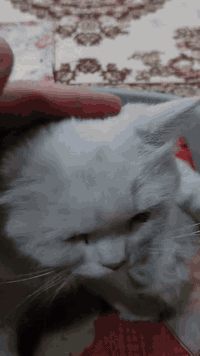 سلام عليكم ماعرف القطط هنا يجن لبيتي والمكان دوامي ماعرف ربي يريد يرزقني ثوابهن المهم...
هذا قط مال زينة حلو وهادى جدا جتي البيتنا قبل يومين لكيتها بلطرمة الصبح  الظاهر جتي على ريحة قطط البيت بس دخلتها جوة ونظفناها ووكلناها بس تعاركن وياها القطط مال البيت ياحسين منها...
 البارحة جانت جوعانة باتت بلطرمة خليتلها فراش ومكان دافي اليوم الظاهر استبردت احد يتبناها خطية مكاني بغداد الكرخ شارع حيفا ساحة الطلائع هذا رقمي بي واتساب ***********
